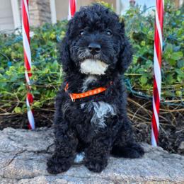Ms Potato Head - Merle female Goldendoodle puppy in Peoria,  Az, Arizona from Not Just "Golden" Doodles