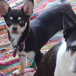 Chihuahuas from The Z Spot Exotics