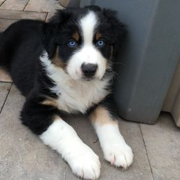 Boy 5 - Australian Shepherd puppy in Perkasie, Pennsylvania from Kid’s Kingdom Australian Shepherds