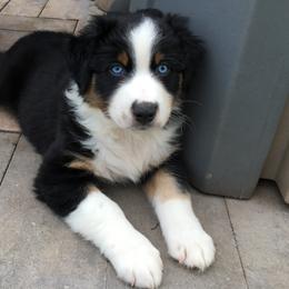 Boy 5 - Australian Shepherd puppy in Perkasie, Pennsylvania from Kid’s Kingdom Australian Shepherds