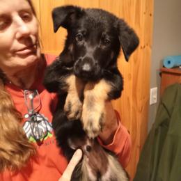 NYE brown collar - Black and tan male German Shepherd puppy in Nye, Montana from Duke AKC Shepherds