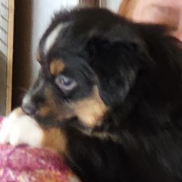 Miniature American Shepherd Puppies from Little Creek Minis and Standards