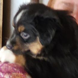 Miniature American Shepherd Puppies from Little Creek Minis and Standards