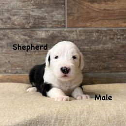 Shepherd - Gray and white male Old English Sheepdog puppy in Blackfoot, Idaho from What the Fluff Old English Sheepdog
