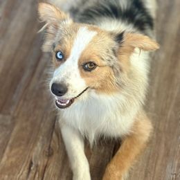 Lainey - Toy Australian Shepherd
