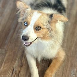 Lainey - Toy Australian Shepherd