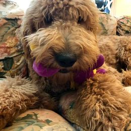 Goldendoodles and Poodles from Brightleaf Goldendoodles
