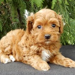 Daisy - Red female Maltipoo puppy in Millersburg, Ohio from My Pals