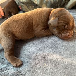 Orange Boy - Chocolate male Labrador Retriever puppy in Rock Hill, South Carolina from North Star Retrievers