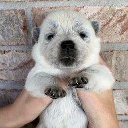 Boy 3 - Blue male Australian Cattle Dog puppy in Irvington, Kentucky from Dry Valley’s Australian Cattle Dogs