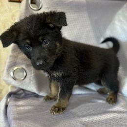 Arik - Dark Green Collar - Black and tan male German Shepherd puppy in Greenwood, Arkansas from West Haus Shepherds