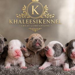 Boy 1 - Blue male Staffordshire Bull Terrier puppy in Houston, Texas from Khaleesi Kennel Blue Staffordshire-bull-terrier