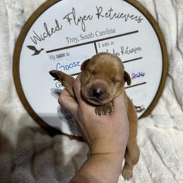 Goose - navy collar - Yellow male Labrador Retriever puppy in Troy, South Carolina from Wicked Flyer Retrievers