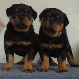 Rottweiler Puppies from Galaxia Rottweilers
