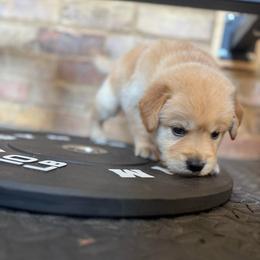 Axle - Golden male Golden Retriever puppy in Tyler, Texas from Cedar Hollow Retrievers