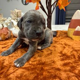 Black collar Male - Gray brindle male Cane Corso puppy in St. Augustine, Florida from RG2 Cane Corsos