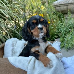 SALE PRICE Neymar - Black and tan male Cavalier King Charles Spaniel puppy in Draper, Utah from Peaks Pups & Cavachon Love Chocolate Cavaliers, Cavaliers, Cavachon’s, Cavapoos & Havanese