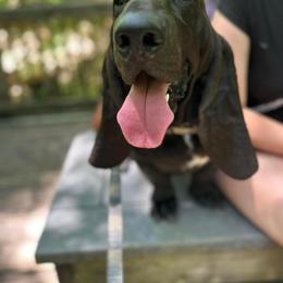 Luca - Basset Hound
