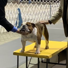 Princess - Bulldog