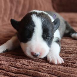 Violet - Brindle and white female Cardigan Welsh Corgi puppy in Livermore, Colorado from Rowe Family
