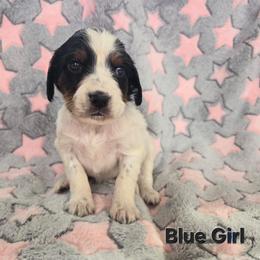 Blue Girl - Blue belton and tan (tri-color) female English Setter puppy in Potosi, Wisconsin from Point and Flush Gun Dogs