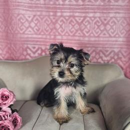 Prissy - Black and tan female Yorkshire Terrier puppy in Polk City, Florida from Yorkies by Casey