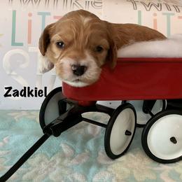 Zadkiel - Red and white male Cockapoo puppy in Indiana from MoonShine Babies