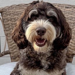 Molly - Australian Labradoodle