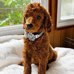 Vette - Red  female Poodle puppy in Mount Vernon, Illinois from AMC Poodles