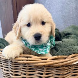 Willie Nelson - Light golden male Golden Retriever puppy in Shingle Springs, California from Creamy Retrievers