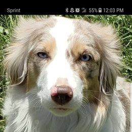 Iris - Miniature Australian Shepherd