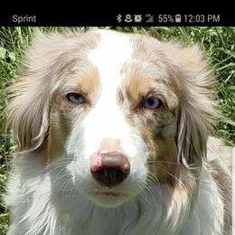 Iris - Miniature Australian Shepherd