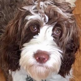 Aussiedoodles and Springerdoodles from Deek’s Designer Doodles