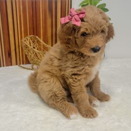 Girl 2 - Apricot Goldendoodle puppy in Delta, Utah from Delta Doodles and Poodles