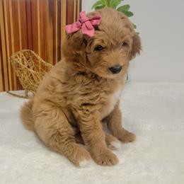 Girl 2 - Apricot Goldendoodle puppy in Delta, Utah from Delta Doodles and Poodles