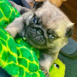 Green - Fawn male Pug puppy in Baylis, Illinois from Cameo's Pugs