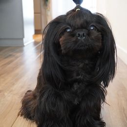 Soju - Shih Tzu