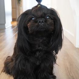 Soju - Shih Tzu