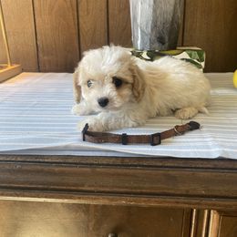 Boy 2 - Apricot and white male Cavachon puppy in Kerrville, Texas from Blount pups