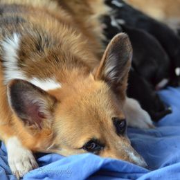 Pembroke Welsh Corgi Puppies from Diamond K Corgis