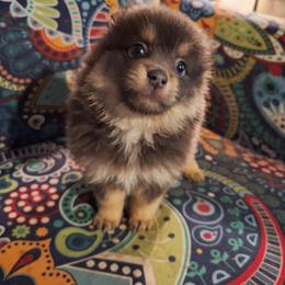 Pomeranian Puppies from Itty bitty friends