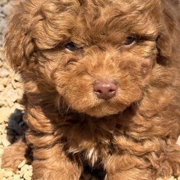 Bob - Red  male Poodle puppy in California from Tinkerpups