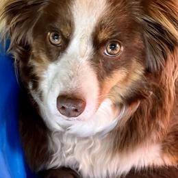 Jilly Bean - Miniature American Shepherd