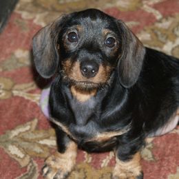 Dachshunds and Scottish Deerhounds from Birnam Wood