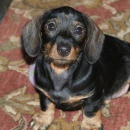 Dachshunds and Scottish Deerhounds from Birnam Wood