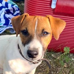 Frankie - Jack Russell Terrier