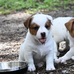 Jillian - White and tan female Russell Terrier puppy in Citra, Florida from Butterball Kennel