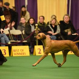 Rhodesian Ridgeback All Grown Up from Celtic Lore Ridgebacks