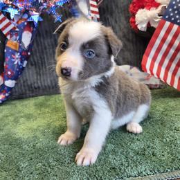 Kiara - Blue female Border Collie puppy in Gary, Indiana from Lake Ridge Border Collies