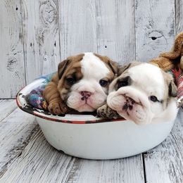 Bulldog Puppies from Fields’ Folly